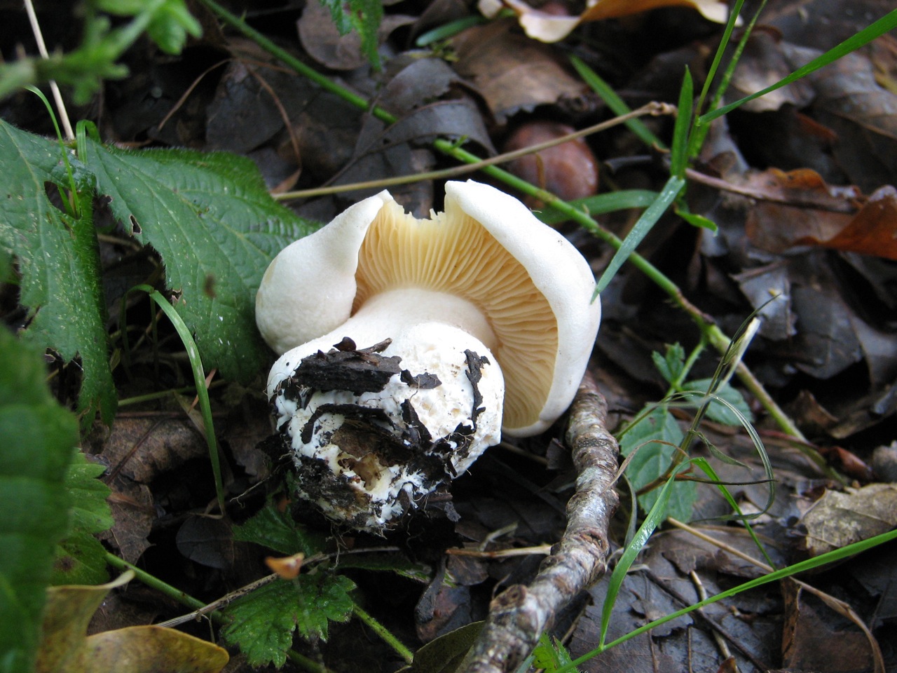 Entoloma Lividum 01